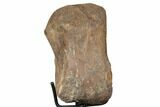 Fossil Hadrosaur Phalange (Hand) Bone on Metal Stand - Montana #193002-1